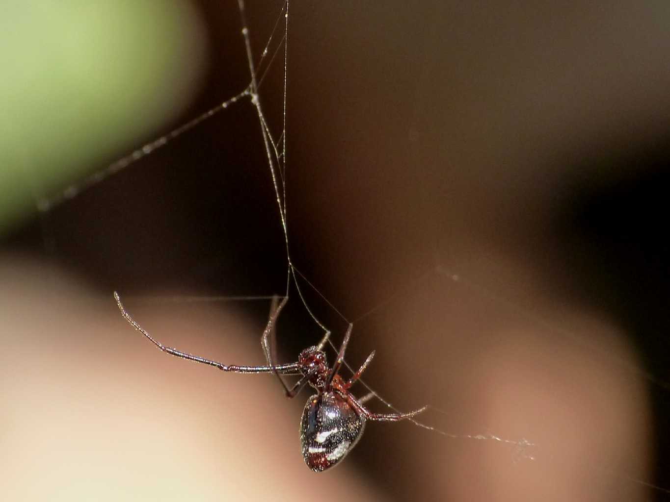 Araneus diadematus - Ostia (RM)